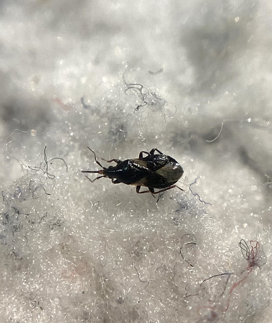 Xylocoris Xylocoris