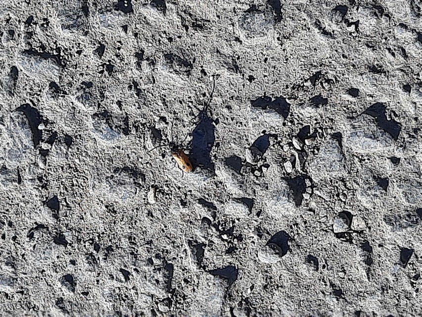 Apalus bimaculatus - kétfoltos élősdibogár