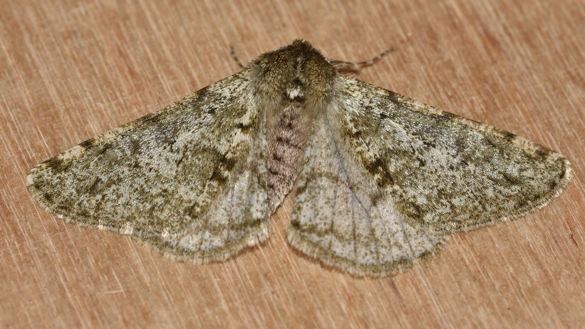 Apocheima pilosaria - zöldes tavasziaraszoló
