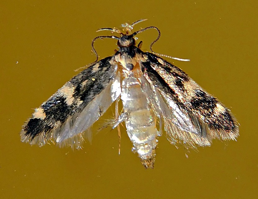 Oegoconia