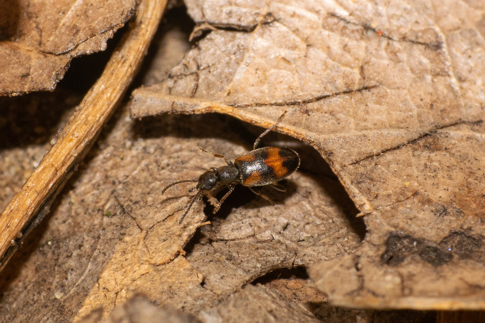 Anthicus antherinus - közönséges fürgebogár