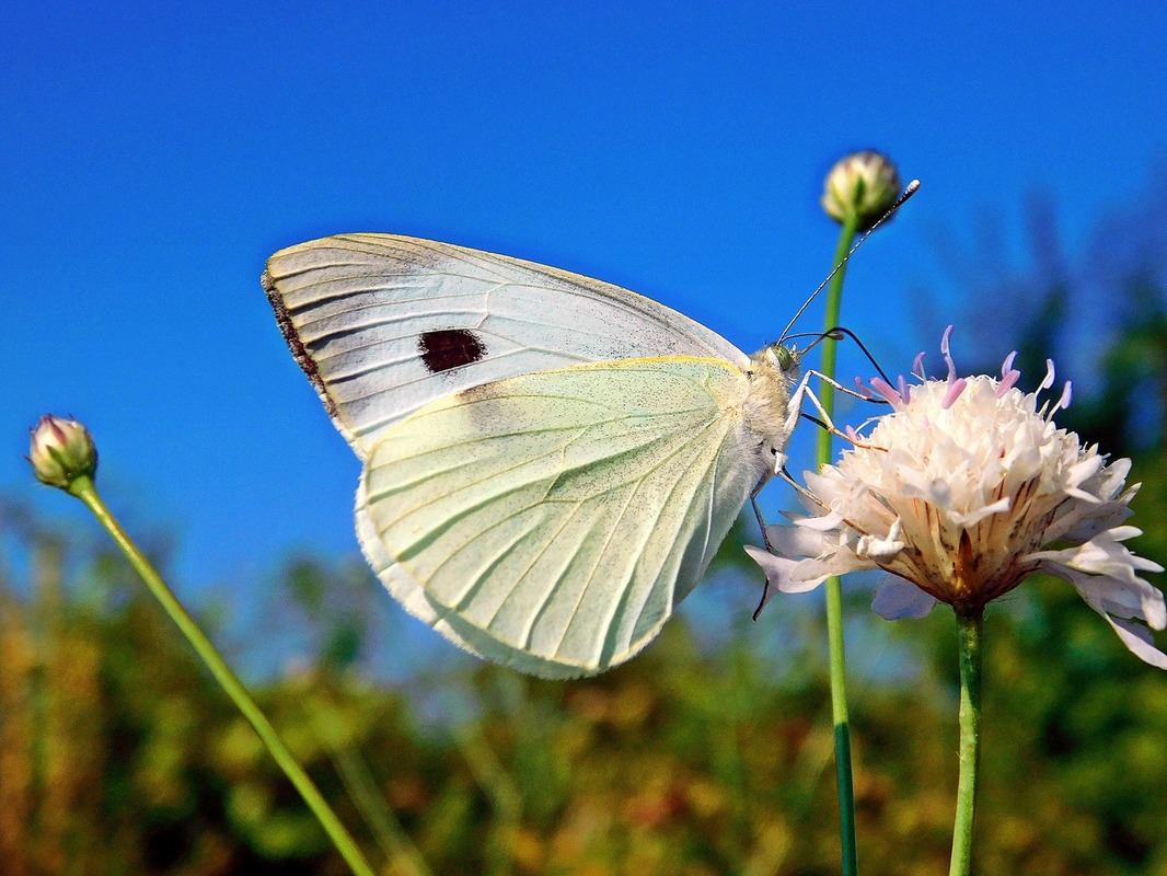Pieris brassicae - káposztalepke Pieris brassicae - káposztalepke