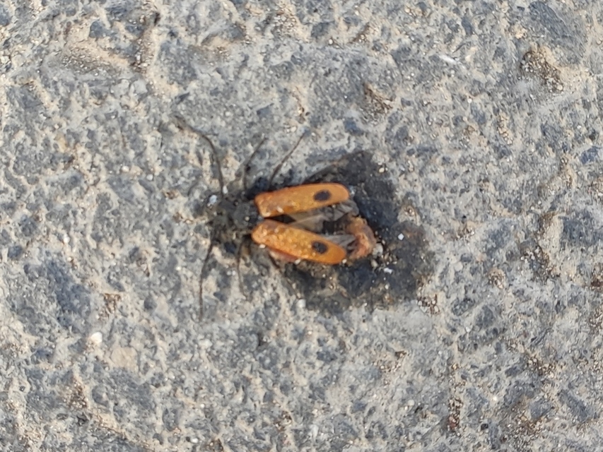 Apalus bimaculatus - kétfoltos élősdibogár
