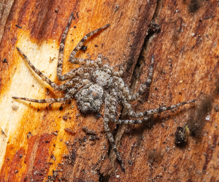 Philodromus poecilus - cifra karolópók