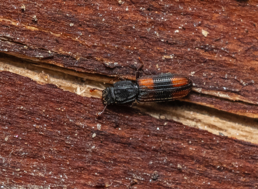 Bitoma crenata - szalagos héjbogár