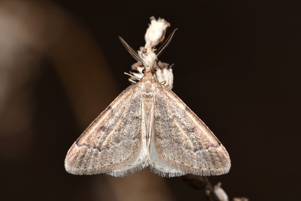 Theria rupicapraria - tavaszi kökényaraszoló