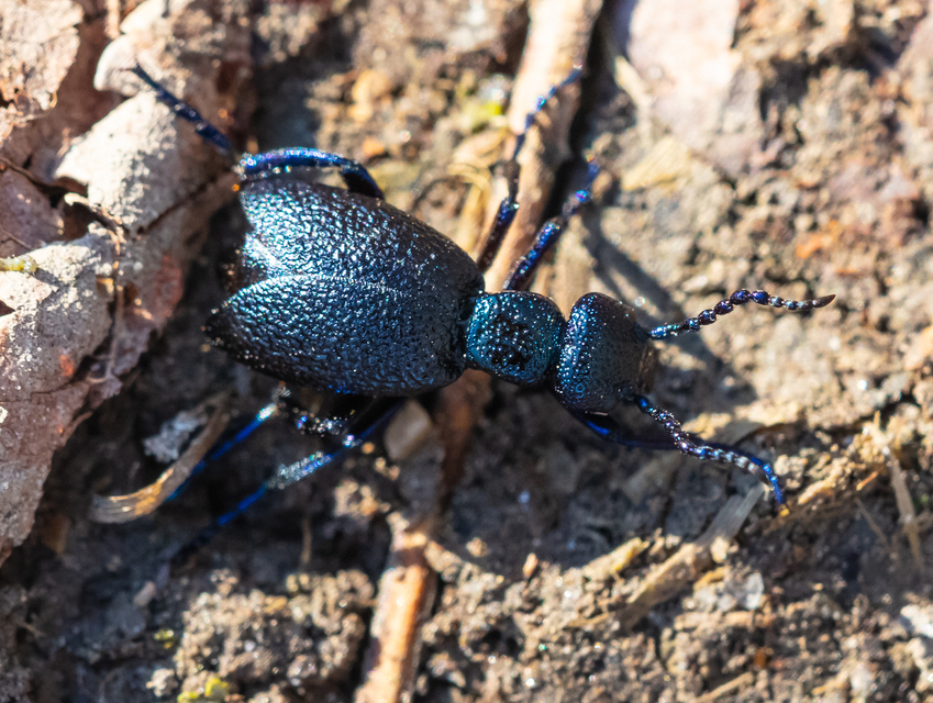 Meloe proscarabaeus - közönséges nünüke