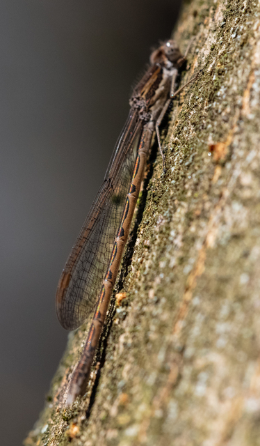 Sympecma fusca - téli rablószitakötő