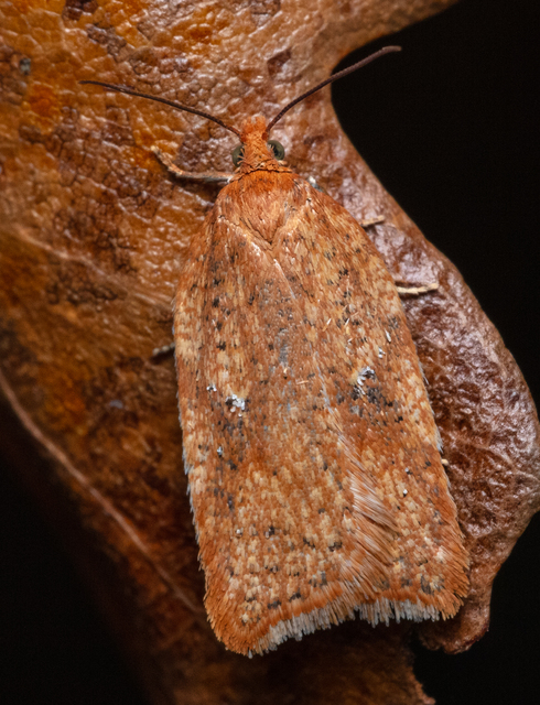 Acleris