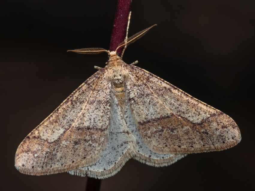 Agriopis marginaria - sárgás téliaraszoló