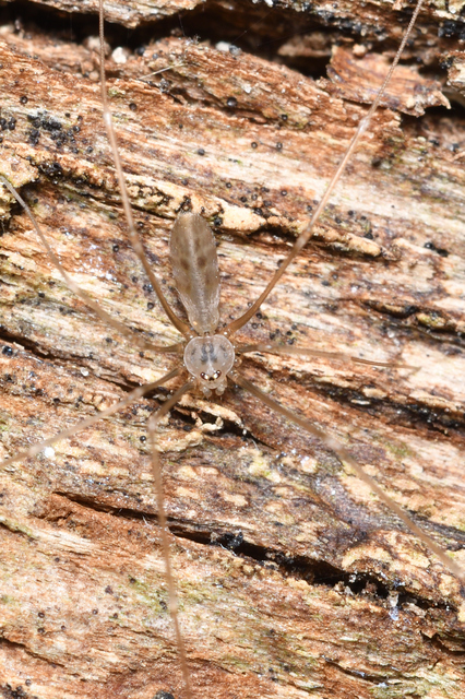 Pholcus opilionoides - kis álkaszáspók