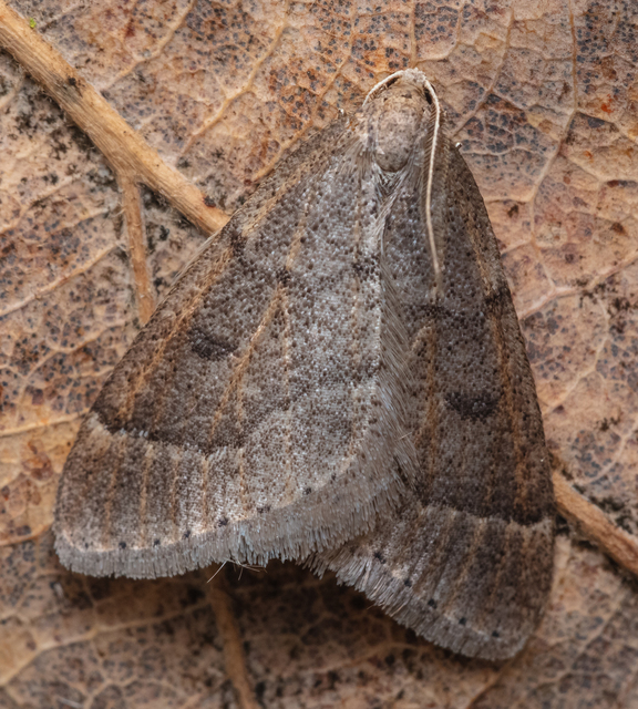 Theria rupicapraria - tavaszi kökényaraszoló