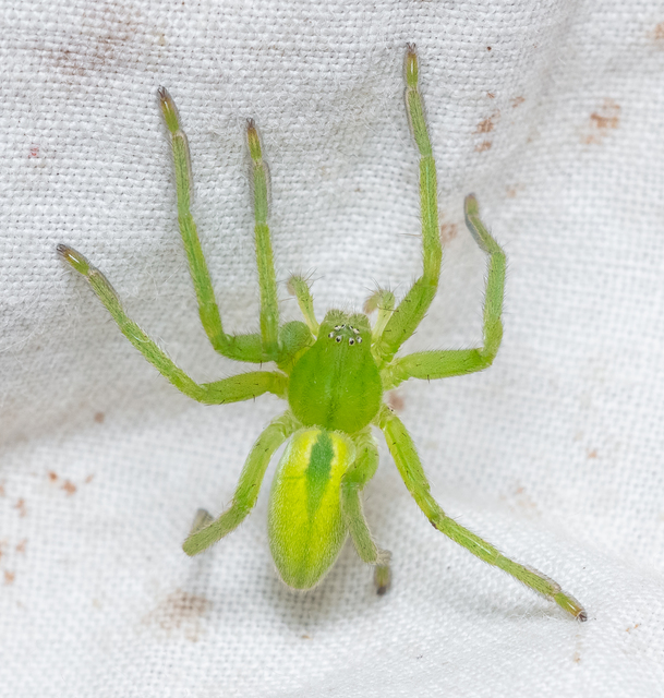 Micrommata virescens - hunyópók