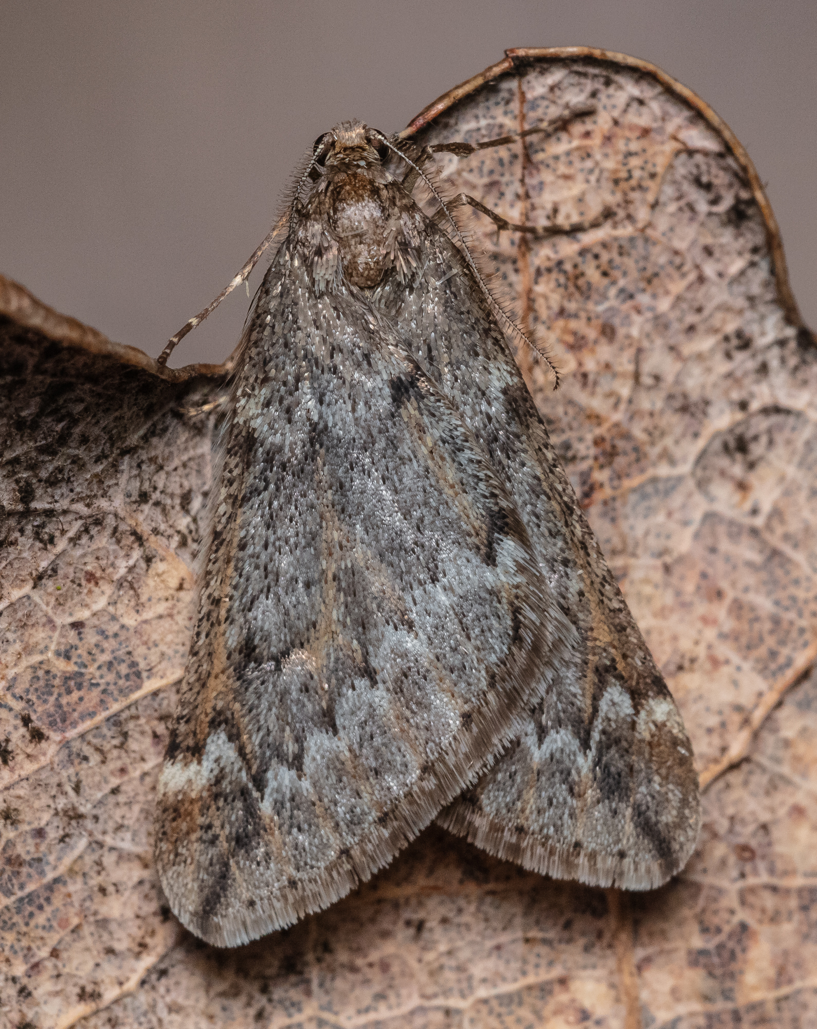 Alsophila aescularia - vadgesztenye-araszoló