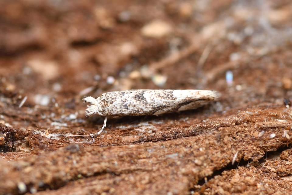 Phyllonorycter comparella - fehérnyár-sátorosmoly
