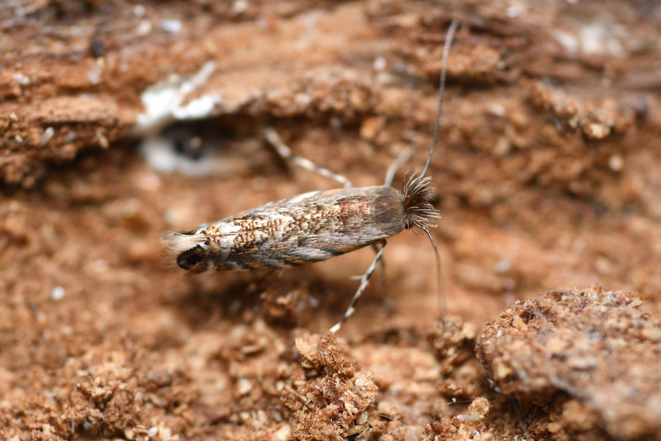 Macrosaccus robiniella - akáclevél-sátorosmoly