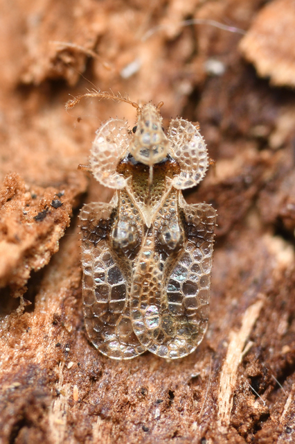 Corythucha arcuata - tölgy-csipkéspoloska