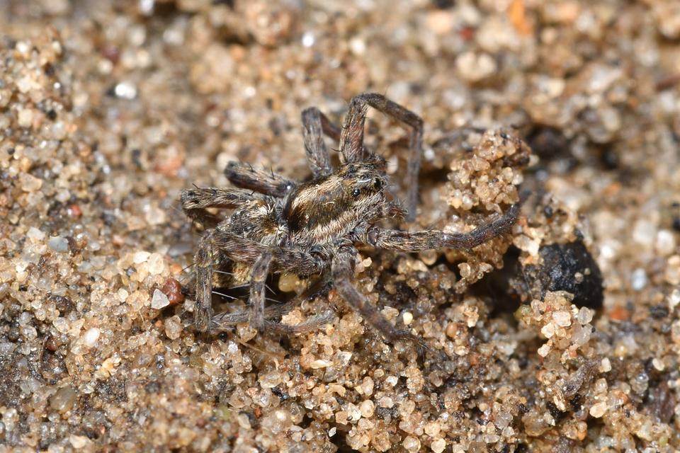 Pardosa