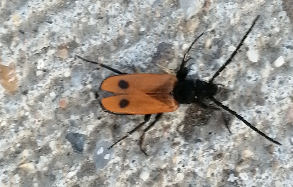 Apalus bimaculatus - kétfoltos élősdibogár