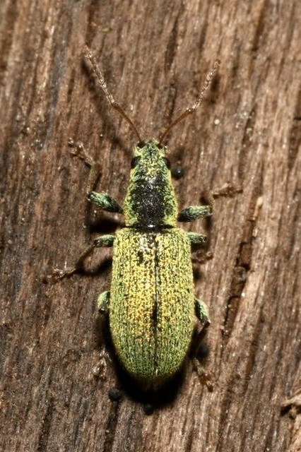 Phyllobius argentatus - ezüstös levélormányos