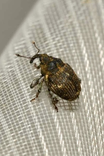 Nedyus quadrimaculatus - közönséges csalánormányos