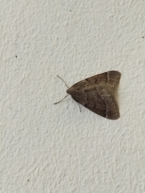 Theria rupicapraria - tavaszi kökényaraszoló