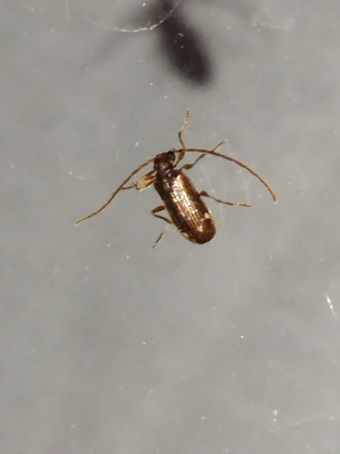 Ptinus calcaratus - krétaszőrű tolvajbogár