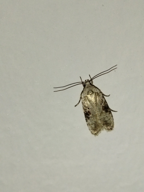 Agonopterix alstromeriana - bürök-laposmoly
