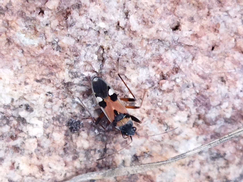 Beosus quadripunctatus - pettyes homokibodobács