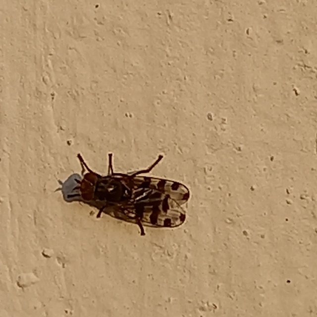 Ceroxys