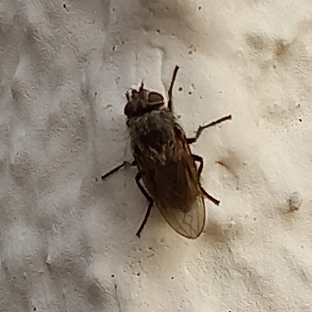 Pollenia