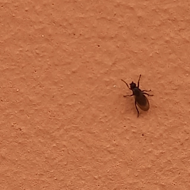 Sphaeroceridae - trágyalegyek