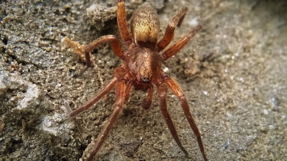 Agroeca brunnea - barna avarpók