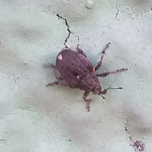 Stenocarus ruficornis - mákgyökérormányos