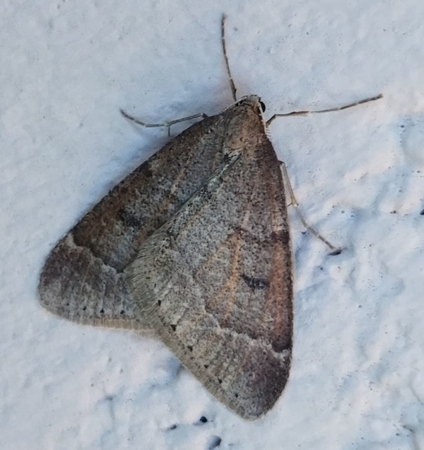 Theria rupicapraria - tavaszi kökényaraszoló