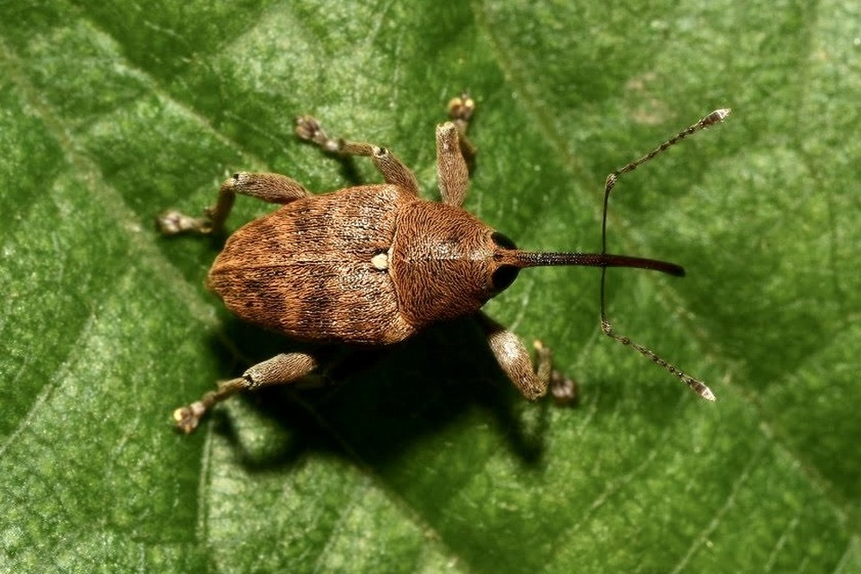 Curculio nucum - mogyorózsuzsóka