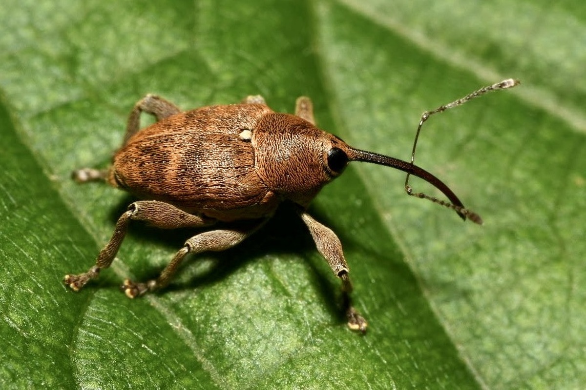 Curculio nucum - mogyorózsuzsóka