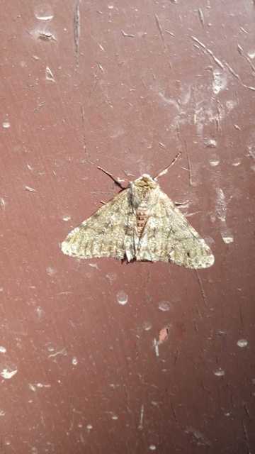 Apocheima pilosaria - zöldes tavasziaraszoló