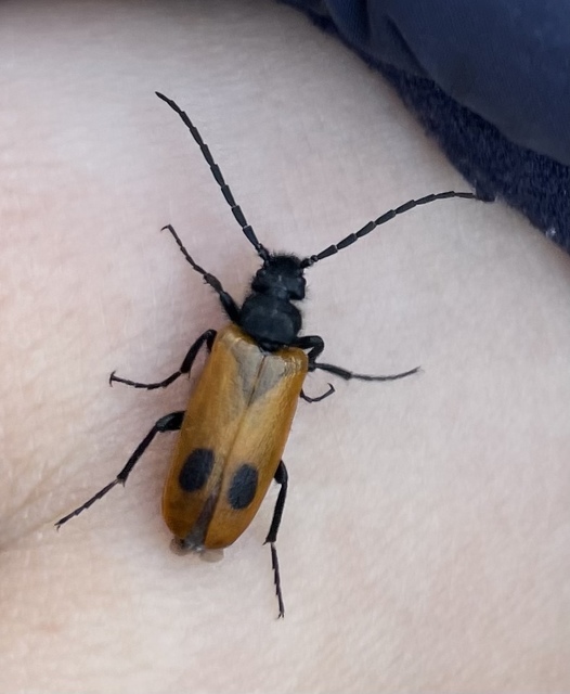 Apalus bimaculatus - kétfoltos élősdibogár