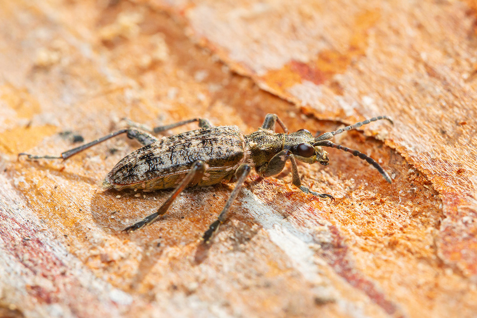 Rhagium inquisitor - fenyves-tövisescincér