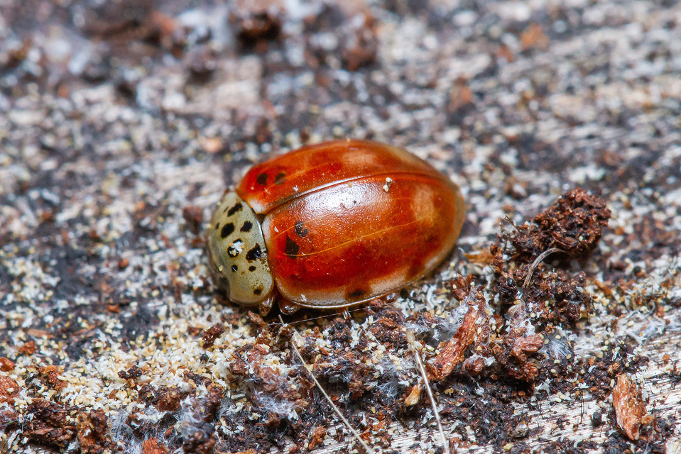 Harmonia quadripunctata - négypettyes katica