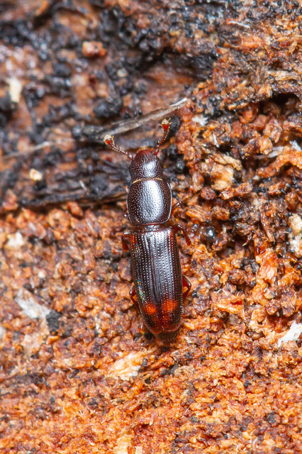Rhizophagus bipustulatus - kétpettyes törekbogár
