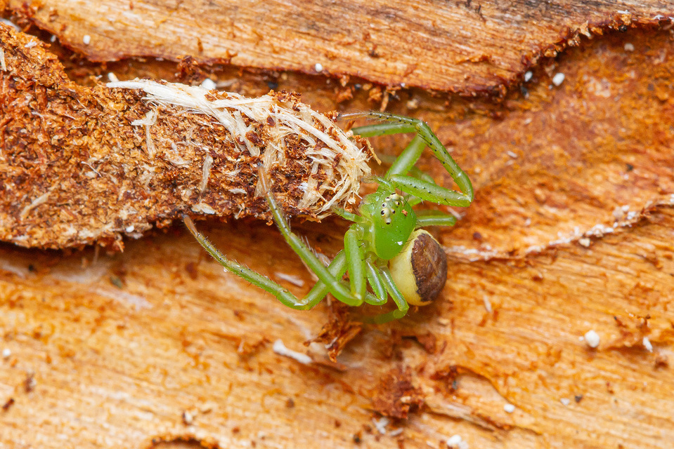 Diaea dorsata - címeres karolópók