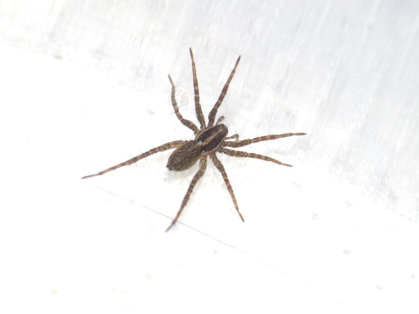 Pardosa