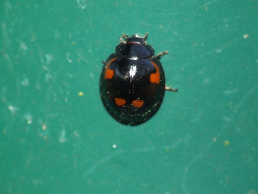 Exochomus quadripustulatus - négyfoltos szerecsenkata