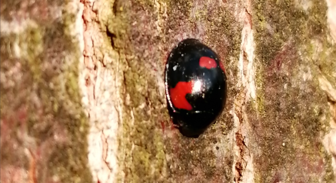 Exochomus quadripustulatus - négyfoltos szerecsenkata