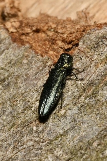Agrilus sulcicollis - hengeres karcsúdíszbogár