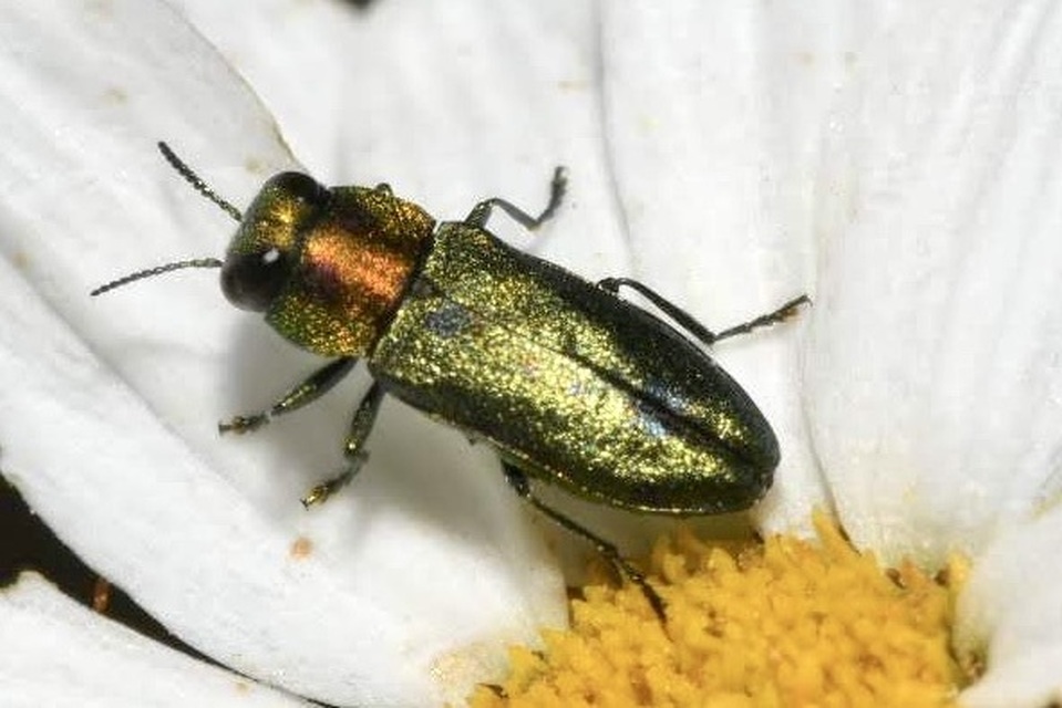 Anthaxia signaticollis - keleti virágdíszbogár