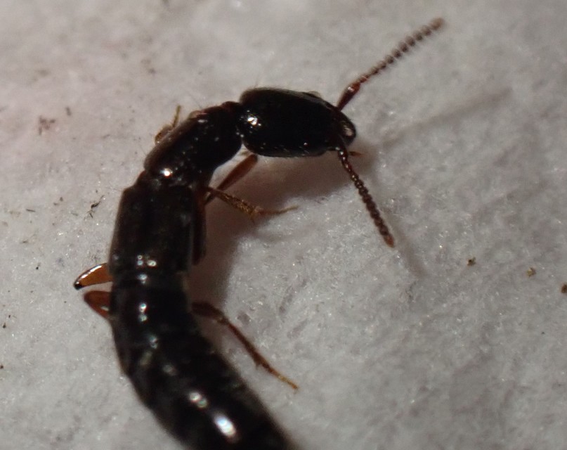Xantholinus Xantholinus