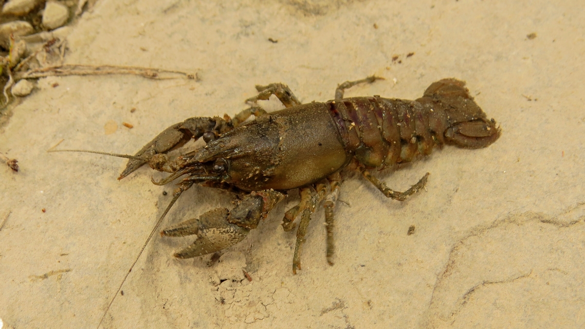 Orconectes limosus - cifrarák